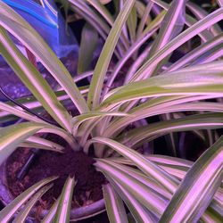 Spider Plant