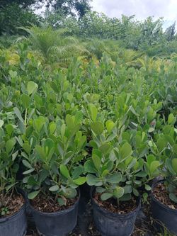 Sale! Clusia Hedges 3'ft $13🏡