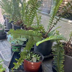 Ferns N Succulents 