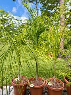 Royal Palms, Roystonea regia