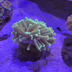 Artificial Indo Gold Torch