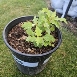 Garden Plant Galsby Glow Ball Oakleaf Hydrangea, 1 Year