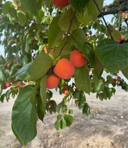 Persimmons