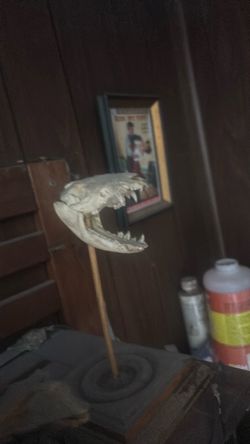 Possum skull