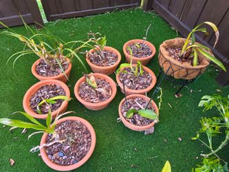 Orchids & Terracotta Orchid Pots for Sale