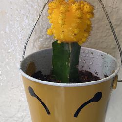 Yellow Bee Kind Cactus 