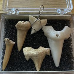 Set Of SHARK TEETHS TOOTH FOSSILS 