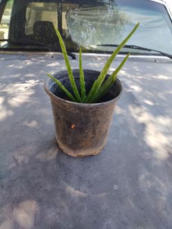 Aloe Vera plant
