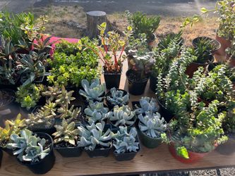 PLANT SALE