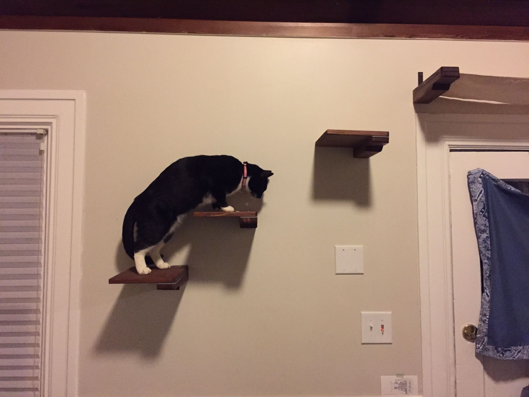 Cat Shelves