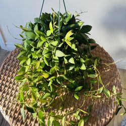 Hoya Burtonae Plants