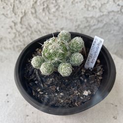 4 Inch Pot Cactus Plant - Mammillaria Gracilis Fragilis - Thimble Cactus - Live Cacti - Rooted & Established - Drought Resistant - 🌵 