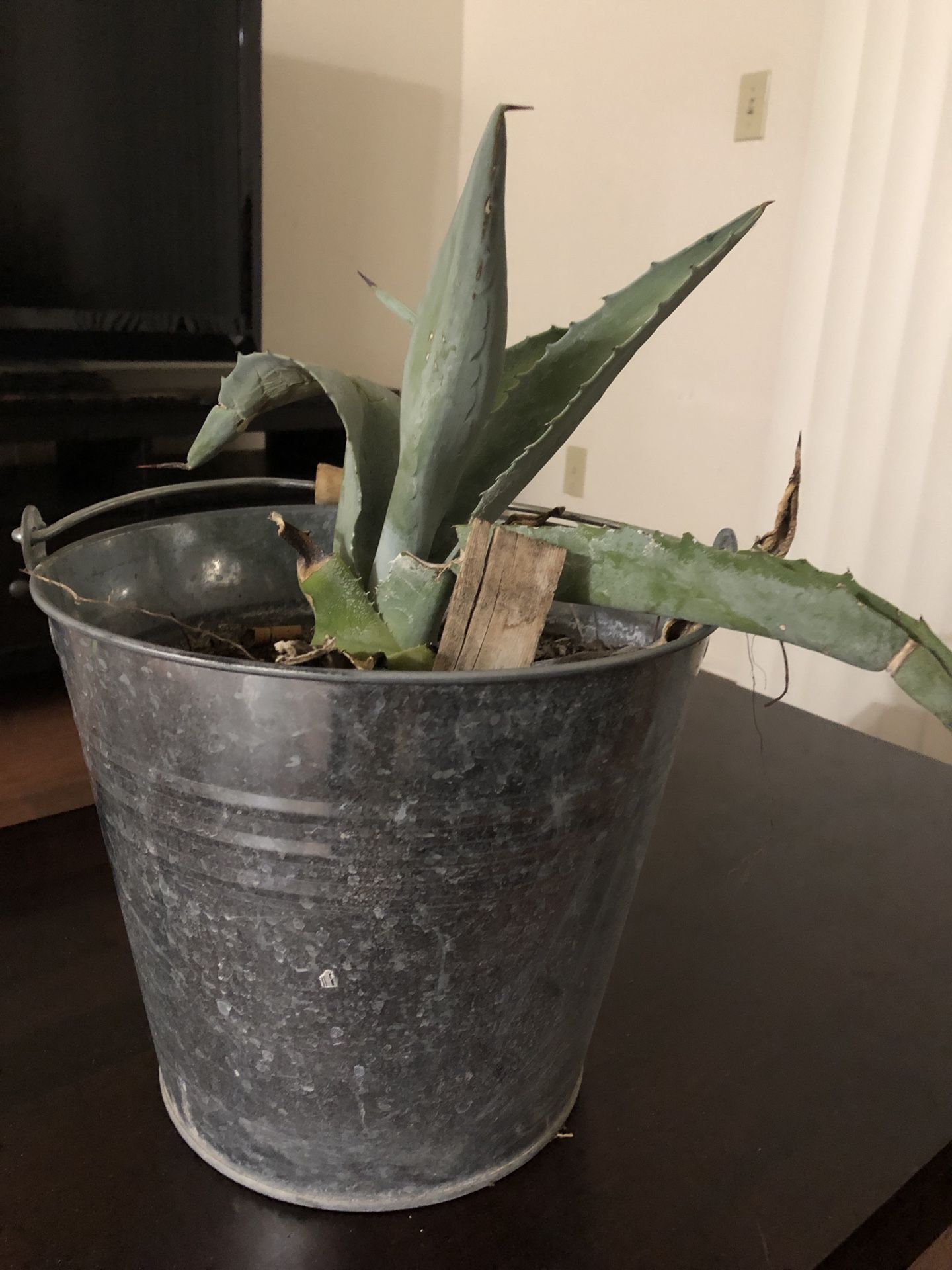 Succulent in tin pot