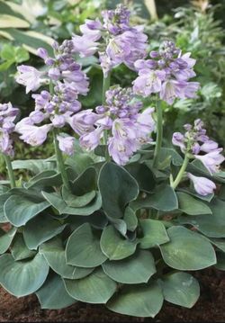 Slug-resistant Dwarf Mouse Ears Hosta Perennial Plant Had Beautiful Foliage. Please See All Pics.  