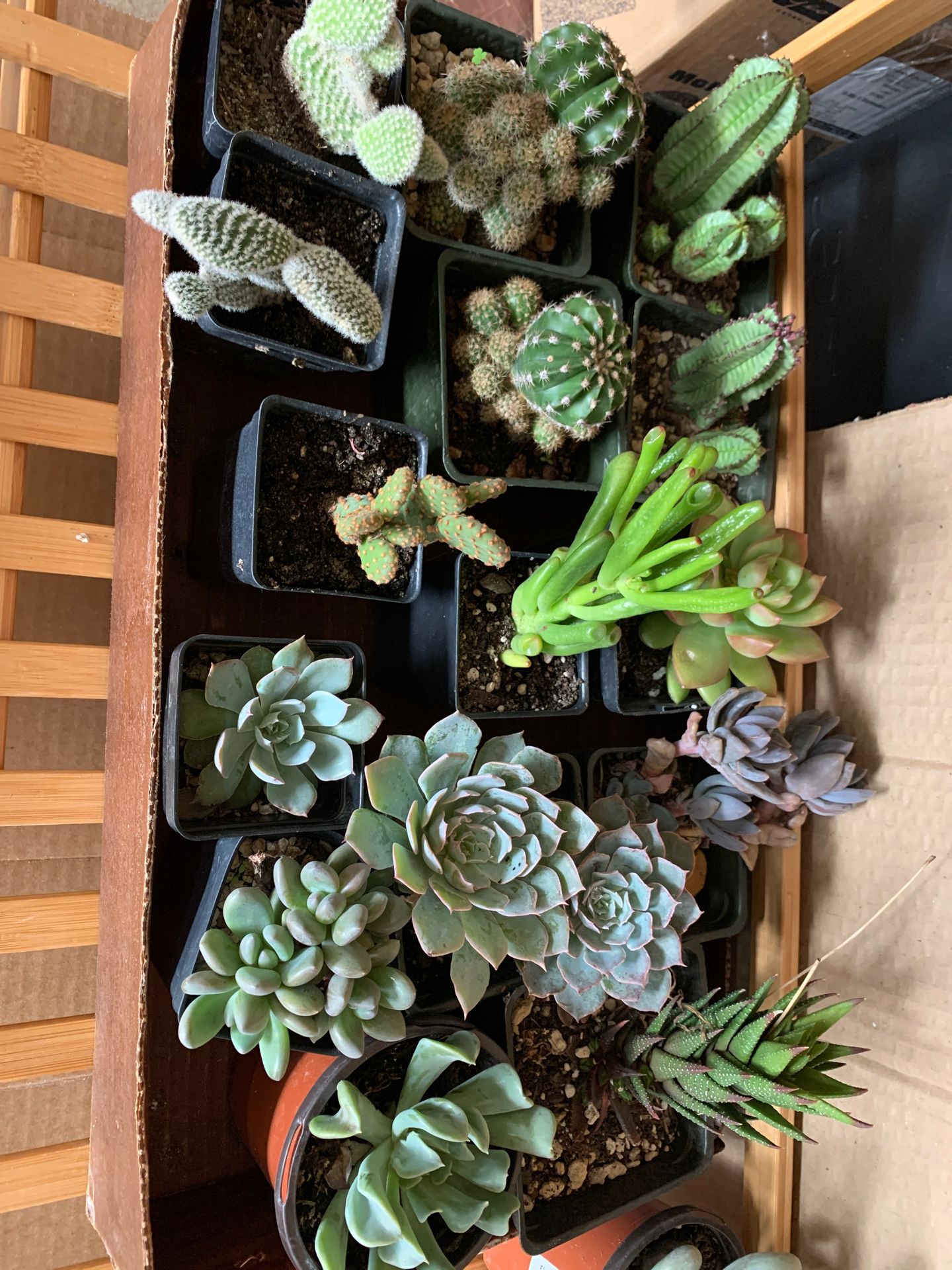 Rare succulents and cactus for sale