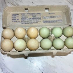 Duck Eggs 