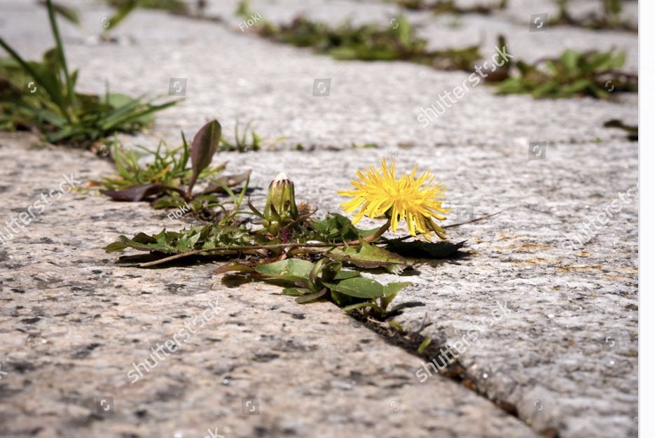 Weed Prevention