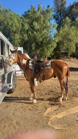 Horse riding