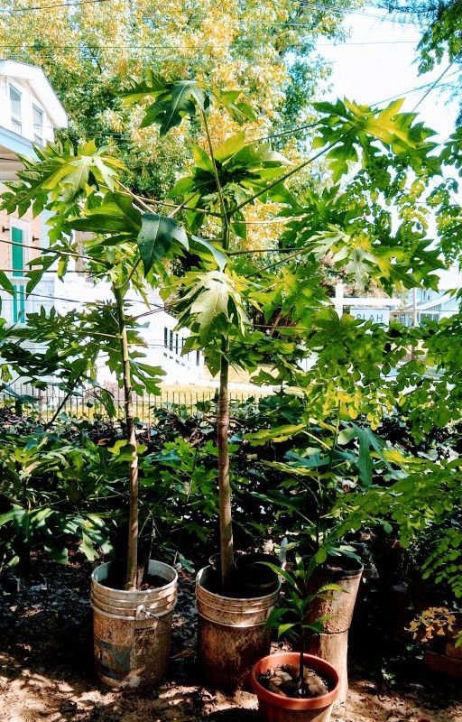 Papaya Plants