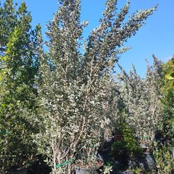 Silver Buttonwood Hedges 8-9ft $250