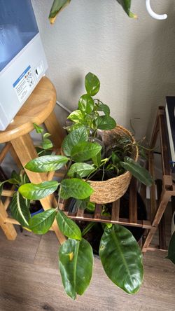 zz, money plant, and syngonium cutting 3$ each
