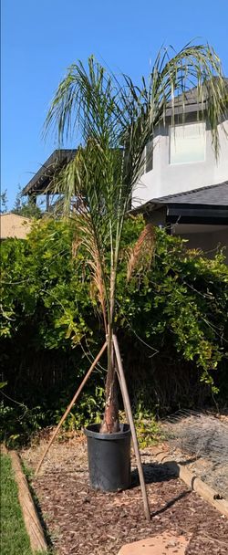 Queen Palm