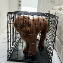 Kong dog crate, metal, black with divider