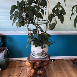 Cafetto Plant Live Potted 3ft Indoor Plant 