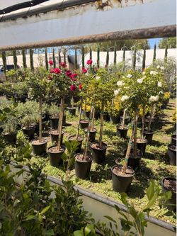 Roses 5 gal