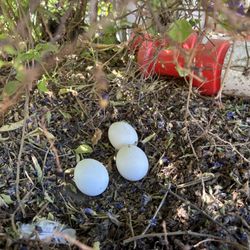 Eggs/Huevos