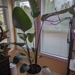 Stunning Bird of Paradise  Plant (6.5ft) with New Growth - $130 !