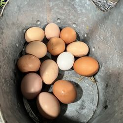 Farm Fresh Organic Eggs