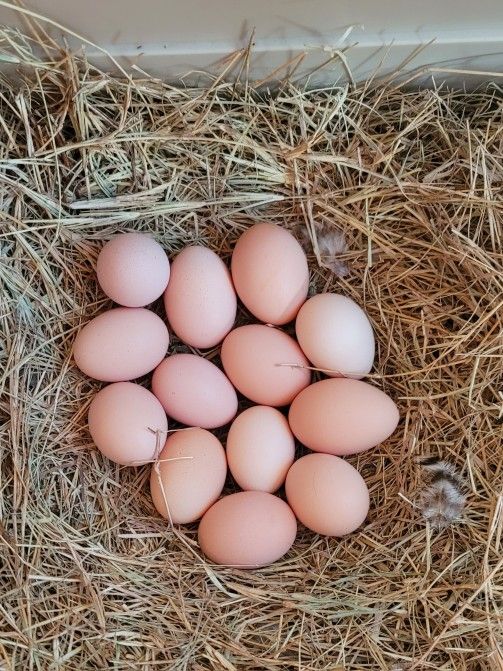FARM FRESH EGGS (EUSTIS - ZIP CODE 32736)