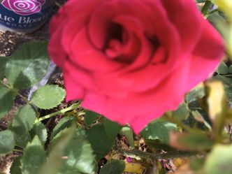 Rose plants 🌹