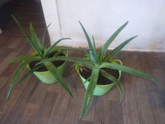 Aloe vera plants