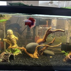 Fish Tank And Supplies (Fish Not Included)