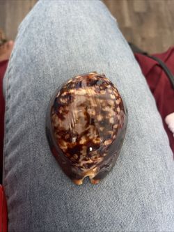 Cowry Shell 