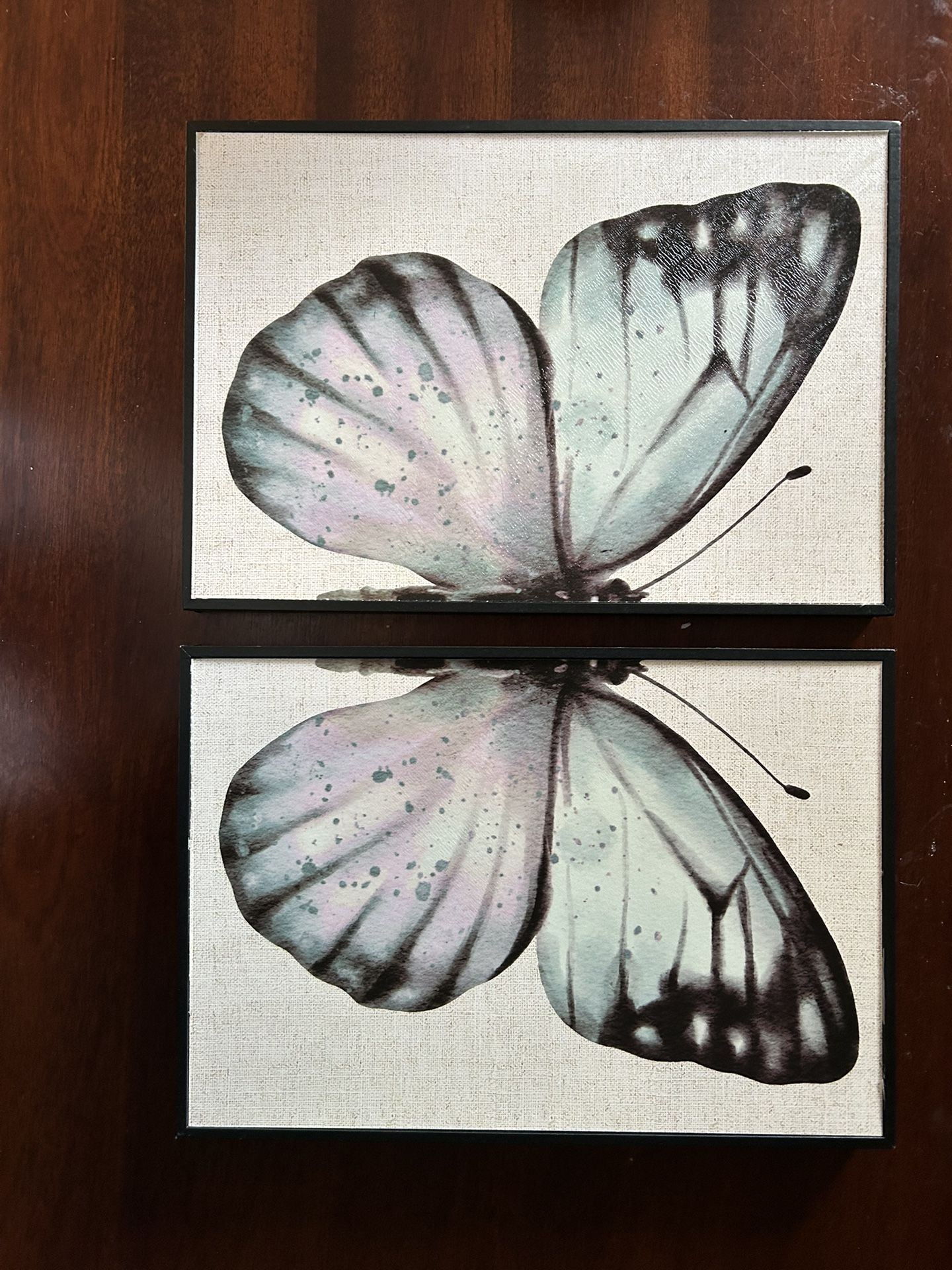 butterfly picture