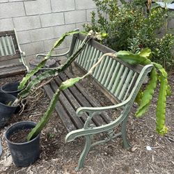 Established Fruit Bearers Dragon Fruit Plants