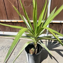 Yuca pie de elefante 