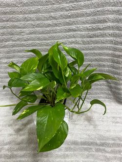 Golden Pothos Live Indoor Plant