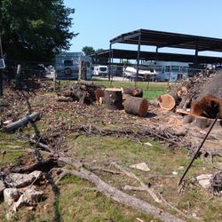 GOOD PRICES ON TREE 🌲