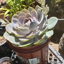 Echeveria Succulent 
