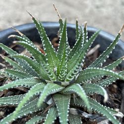 Suculentos Howorthia