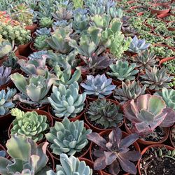 Succulents 