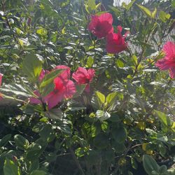 Pink Hibiscus 15gal