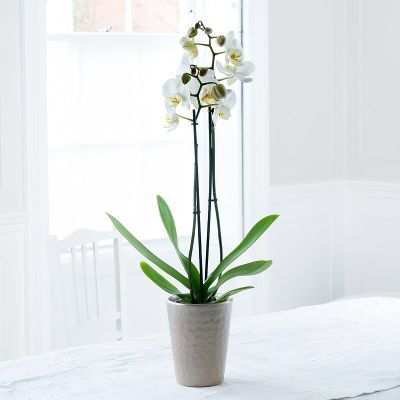 Live Orchid Plant