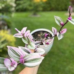 Housplants