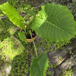 Elephant Ear Plant
