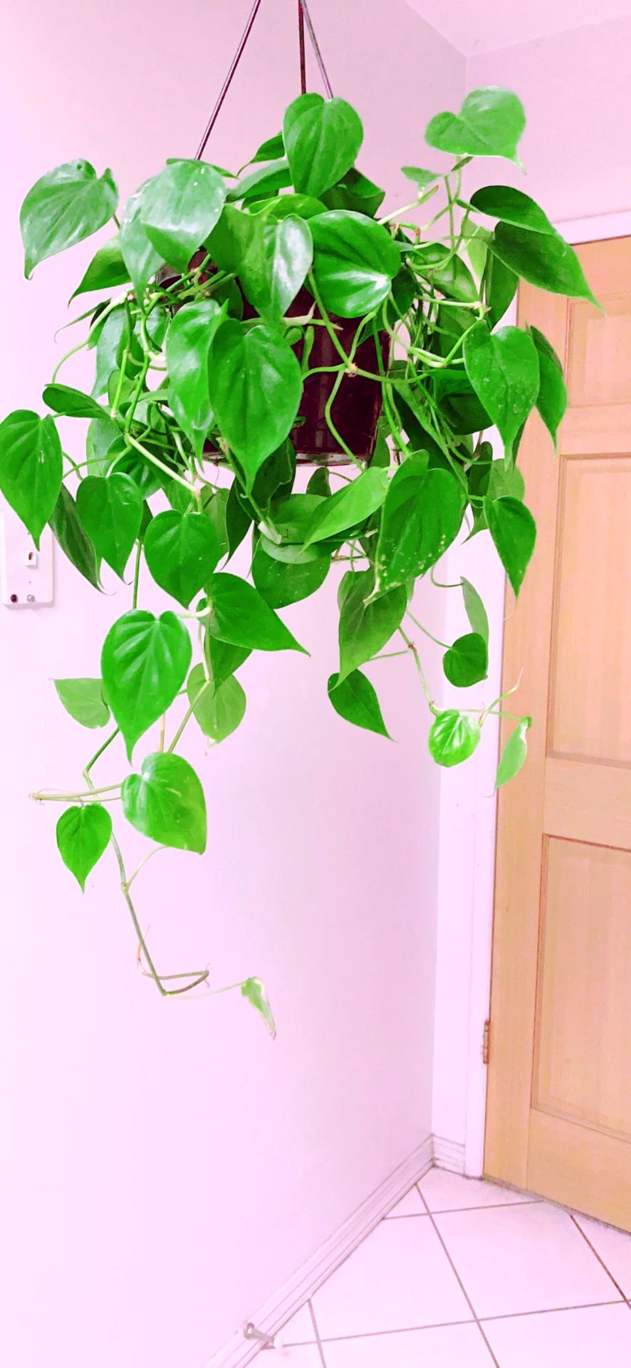 LIVE Brazilian Philodendron Cordatum Brazil Sweetheart ♥️ Plantin Evergreen Indoor Vine Plant in 8” Hanging Container